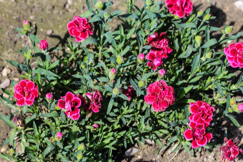 Dianthus Caryophyllus, Commonly Known As the Carnation or Clove Pink ...