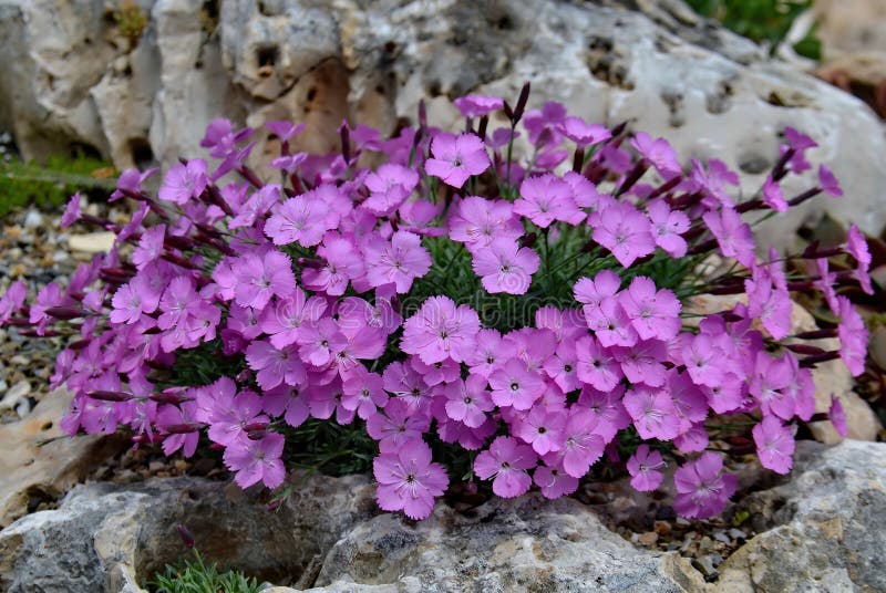 Dianthus chinensis flower pink backgrounds bloom at spring in garden. Dianthus gratianopolitanus. Dianthus chinensis flower pink backgrounds bloom at spring in garden. Dianthus gratianopolitanus