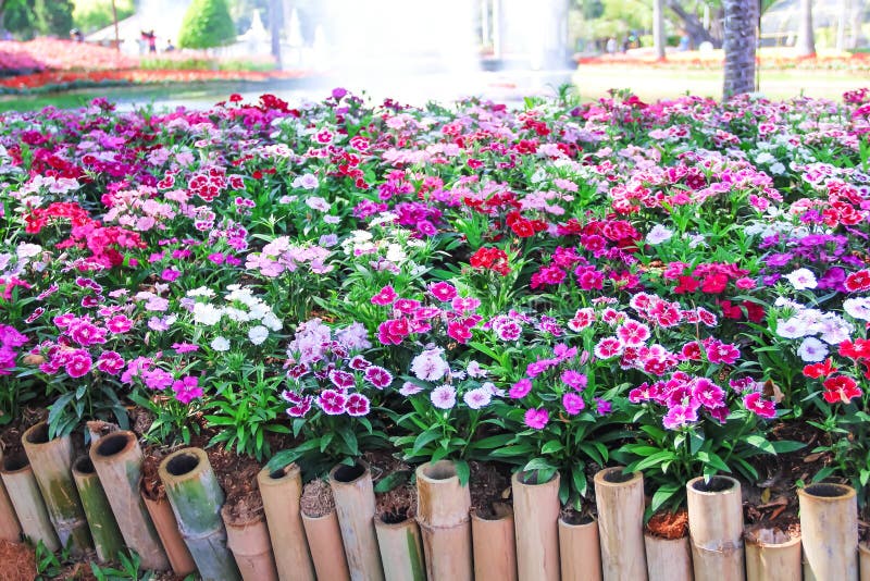 Dianthus chinensis flowers caryophyllaceae blooming with small bamboo wood fence , fountain decorative in park background