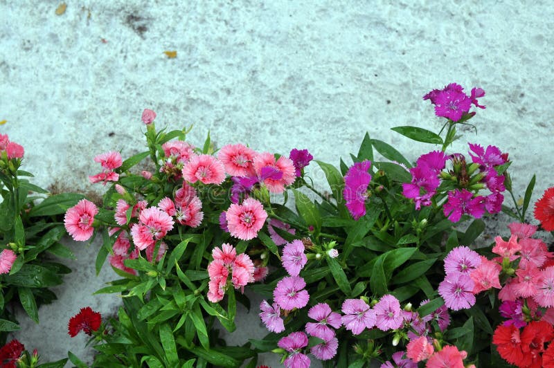 A dianthus flower bed for background uses