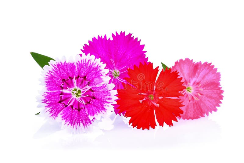 Dianthus flower,china Pink , Indian Pink on white background