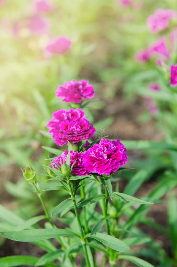 Dianthus flower or Dianthus chinensis blooming in garden