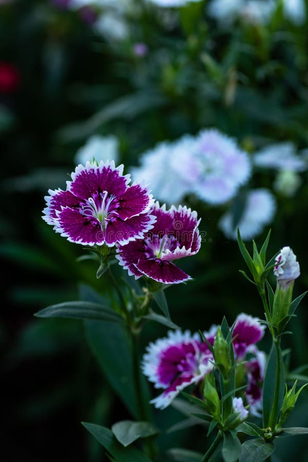 Dianthus Flower fotografie stock Dianthus Flower fotografie stock