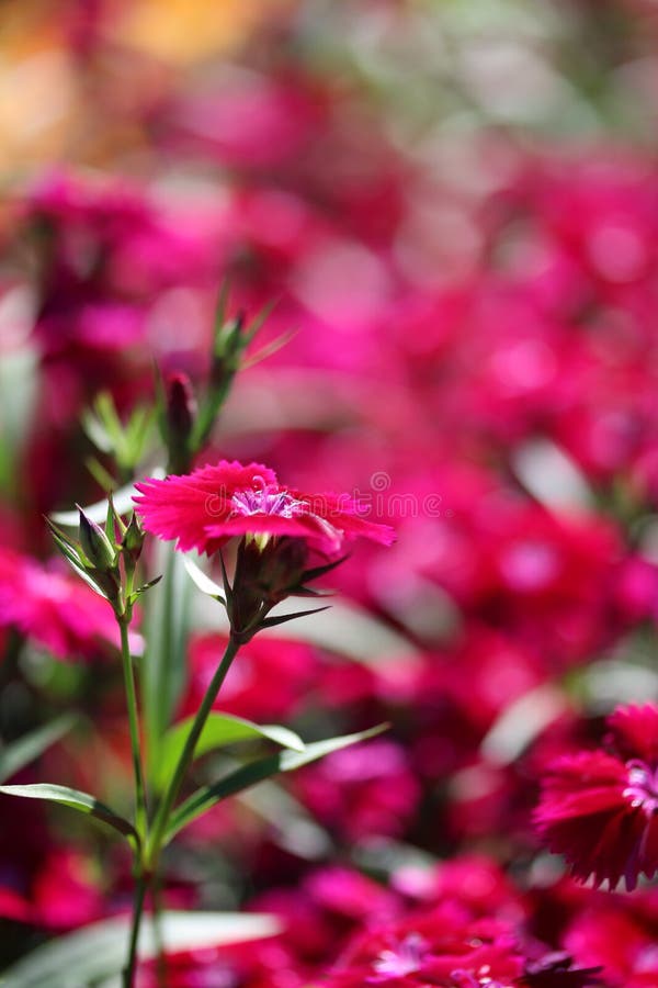 The close up shot of beautiful Dianthus flower.