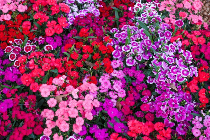 Dianthus flower in the garden