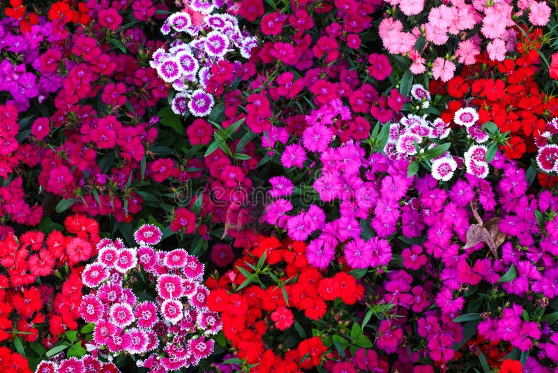 Dianthus flower in the garden