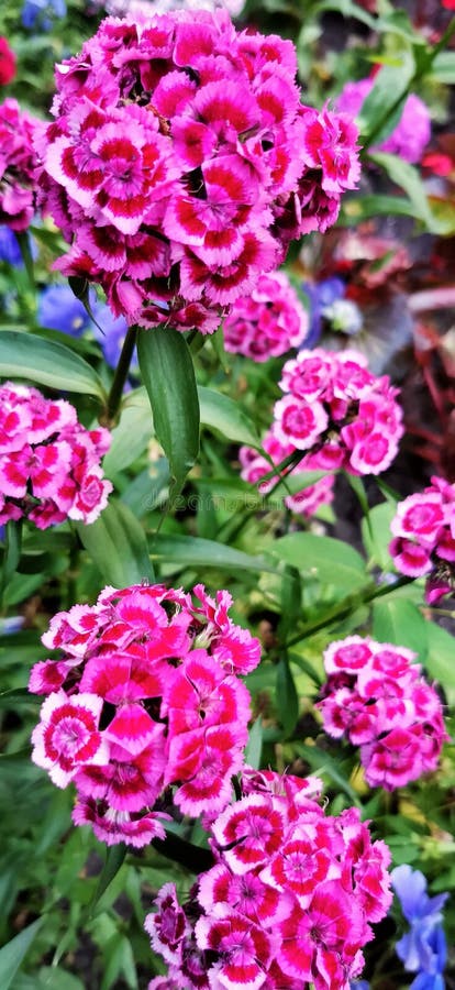 Dianthus Flower in Garden. Sweet William. Bloom Time. Selective Focus. Blossom Flowers Background. Nature Wallpaper