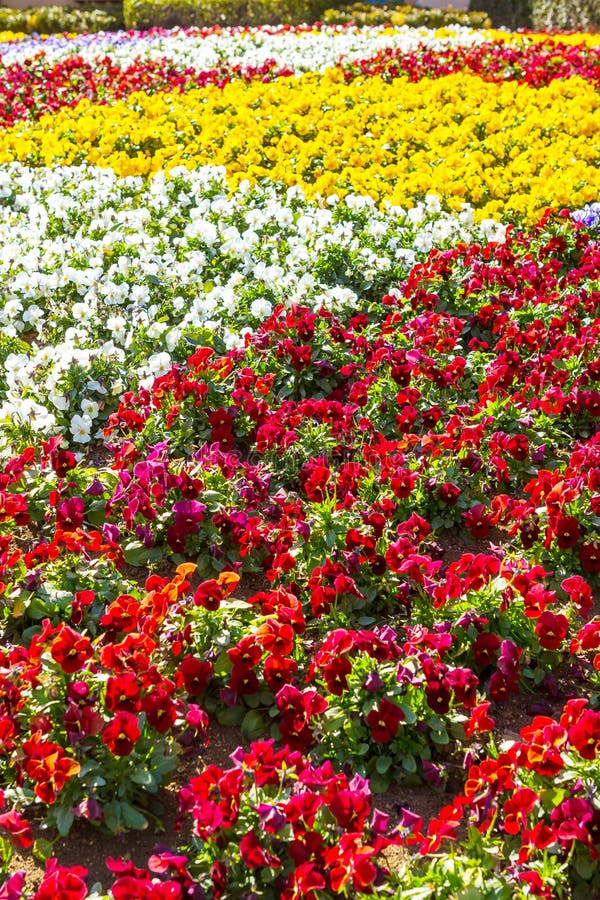 Dianthus flower many color in a garden. Dianthus flower many color in a garden.