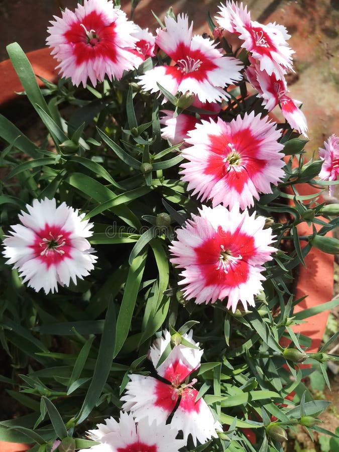 dianthus flower in a pot in india in red white pattern. dianthus flower in a pot in india in red white pattern