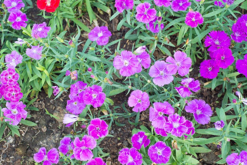 Dianthus flower in garden show nature concept