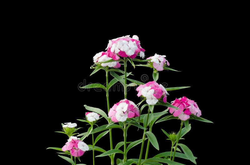 Dianthus flower isolated on black background