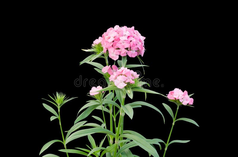 Dianthus flower isolated on black background