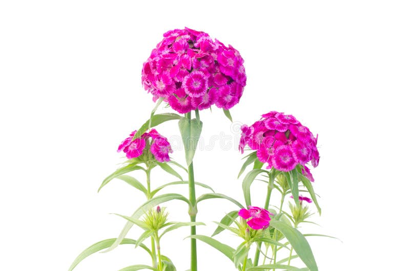 Dianthus flower isolated on white background