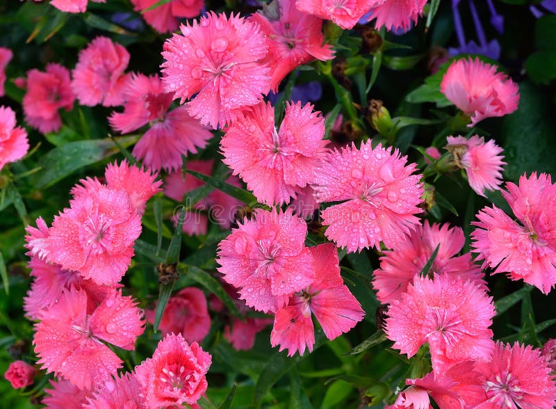 Dianthus Flower , Pink, Indian pink, China pink, Rainbow pink in nature