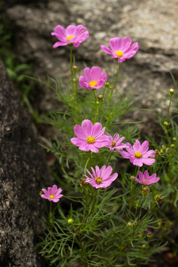 Dianthus flower pink of Thai park in Thailand.