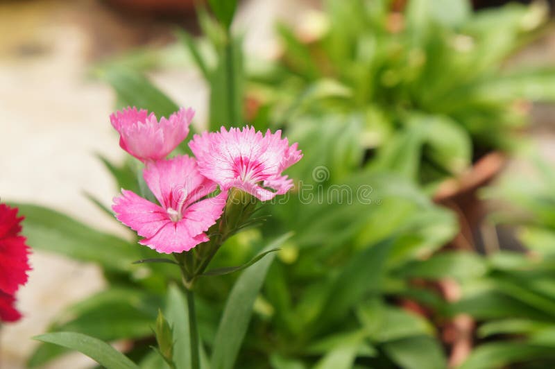 Dianthus flower planted in a small pot in the plant nursery. Planted for sale.