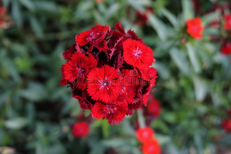 red dianthus flower bloom in garden