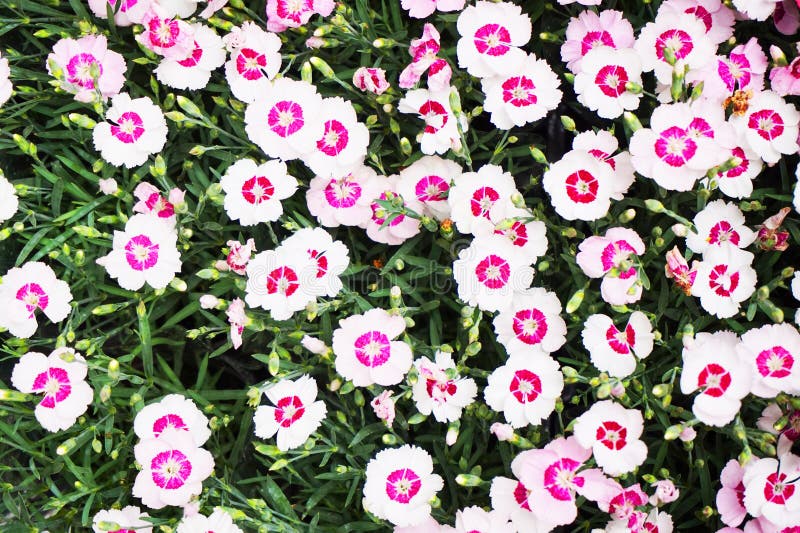 dianthus flower texture as very nice natural background