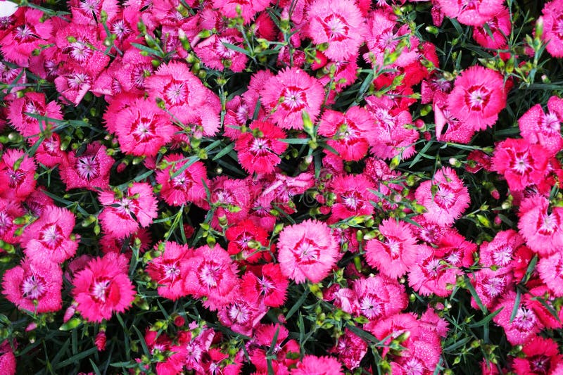 dianthus flower texture as very nice natural background