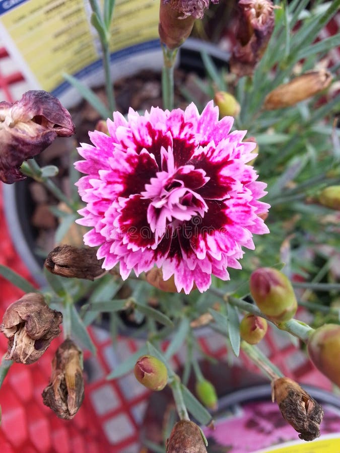 Dianthus flower