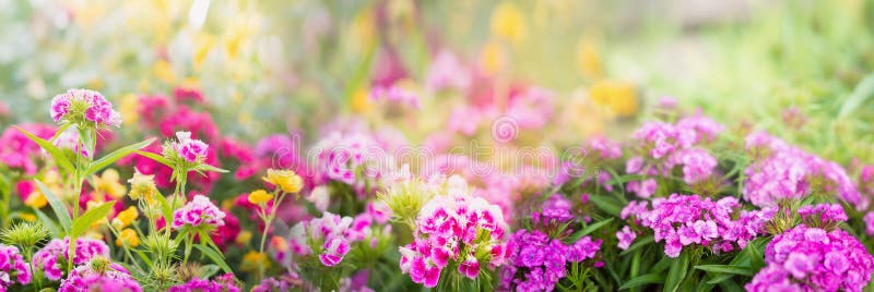 Dianthus flowers on blurred summer garden or park background, banner for website with gardening concept
