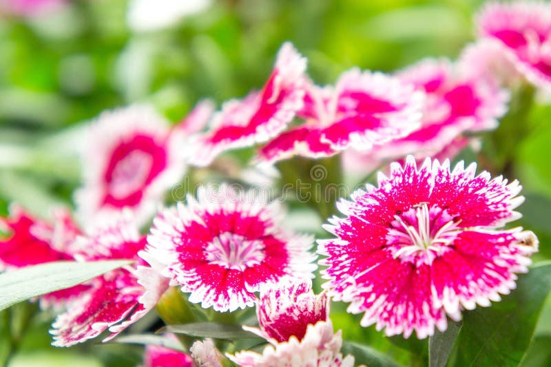 The Dianthus flowers in the park , colorful flowers in the garden