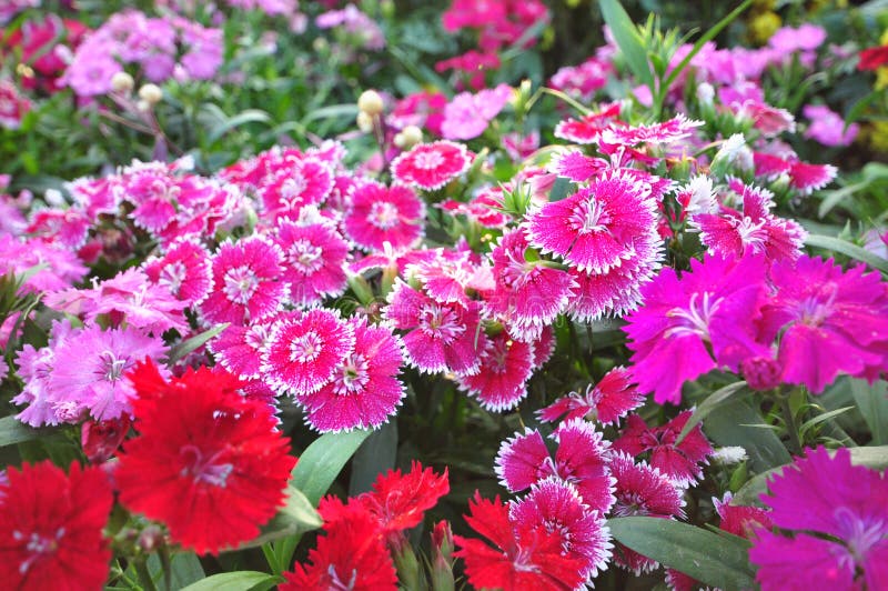 Most dianthus have pink, red, or white flowers with notched petals.