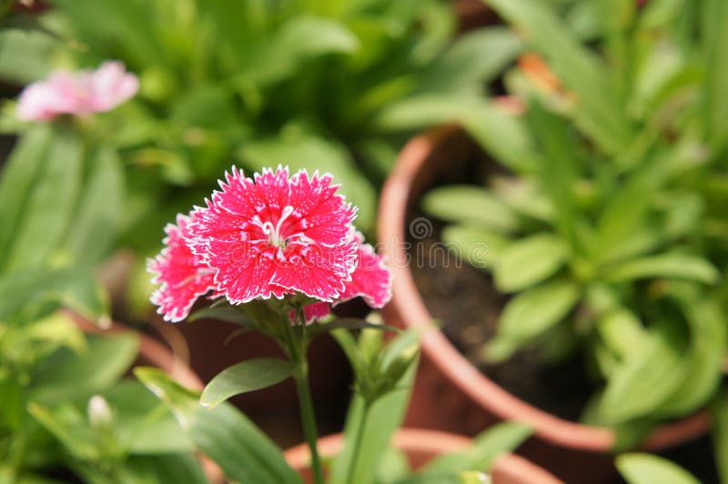 Dianthusblomma som planteras i en liten kruka i växtbarnkammaren Planterat till salu