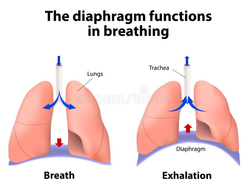 Diaphragm functions in breathing. Breath and Exhalation. enlarging the cavity creates suction that draws air into the lungs. Diaphragm functions in breathing. Breath and Exhalation. enlarging the cavity creates suction that draws air into the lungs