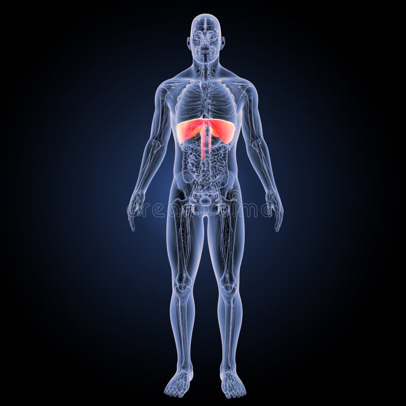 Diaphragme avec la vue antérieure d'anatomie illustration de vecteur