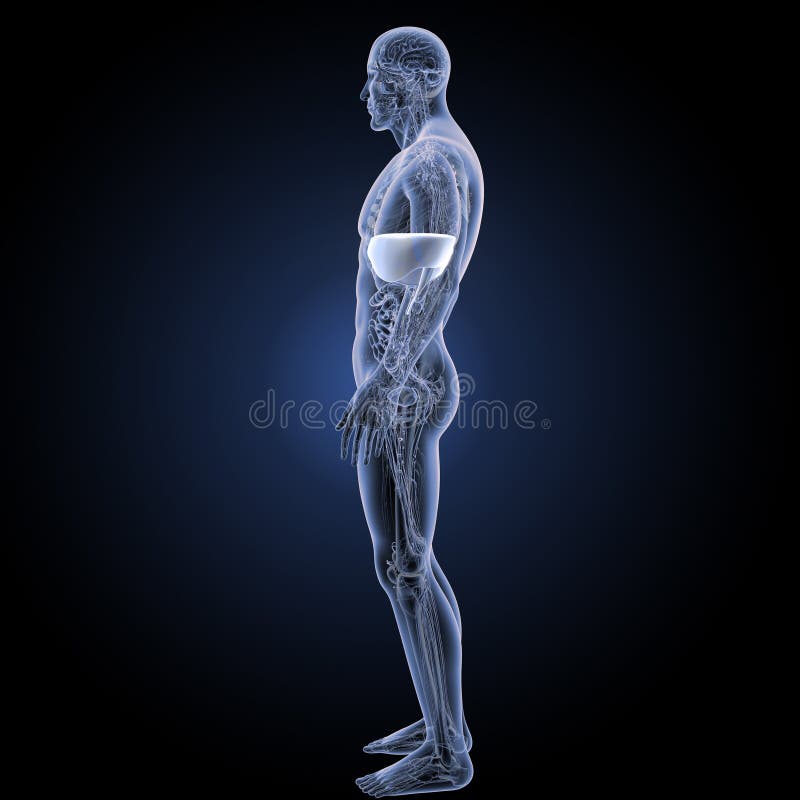 Diaphragme avec la vue de partie latérale d'anatomie illustration libre de droits