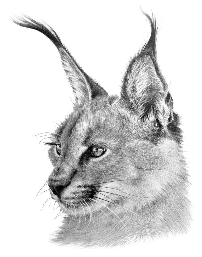  Dibujar El Retrato De Un Caracal. Gato Grande Salvaje Sobre Gris. Dibujo Detallado De Animales Stock de ilustración