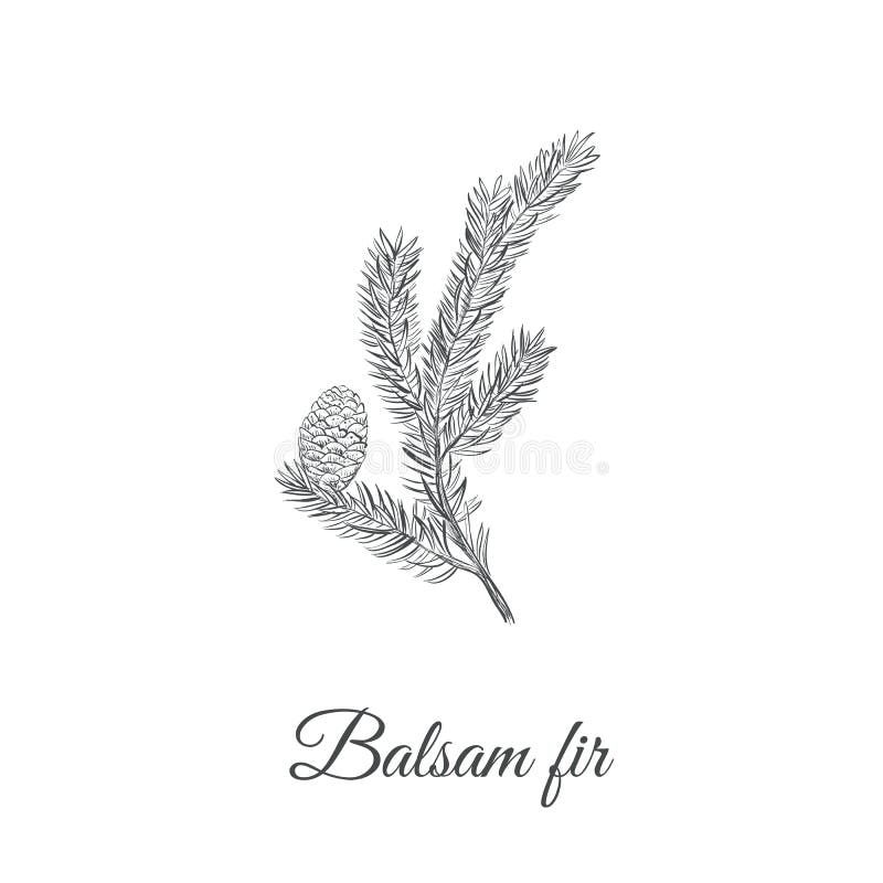 Dibujo balsámico de la mano del bosquejo del abeto stock de ilustración Dibujo balsámico de la mano del bosquejo del abeto stock de ilustración