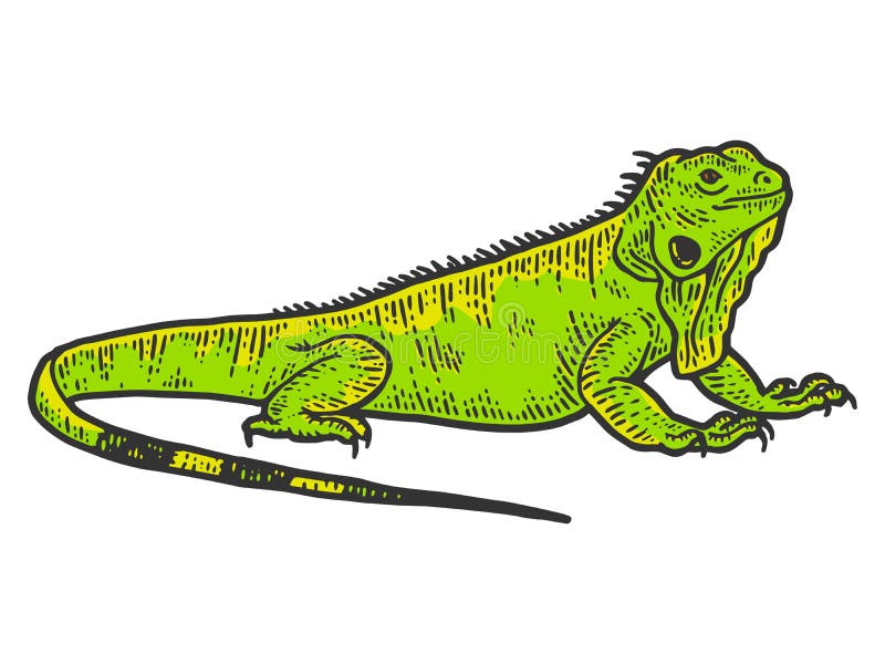  Dibujo De Boceto De La Iguana Un Lagarto Grande. El Color Del Diseño De Impresión De Ropa Ilustración del Vector