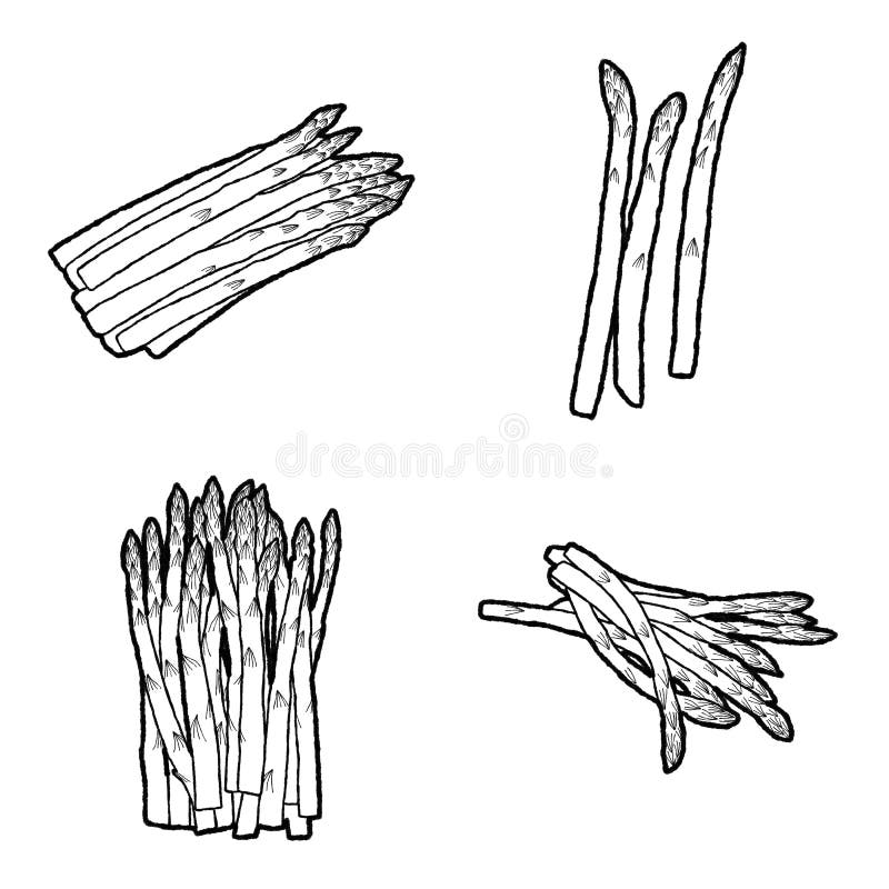 Dibujo De Dibujos Animados De Espárragos Ilustración del Vector - Ilustración de fondo, aislado: 168985595 Dibujo De Dibujos Animados De Espárragos Ilustración del Vector - Ilustración de fondo, aislado: 168985595