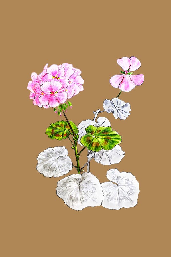 Dibujo De Flor De Lápiz De Flores De Geranio. Fondo De Arte De Línea. Pintura Natural Dibujada a Mano. Ilustración De Esbozo a Man Stock de ilustración - Ilustración de cubo, vendimia: Dibujo De Flor De Lápiz De Flores De Geranio. Fondo De Arte De Línea. Pintura Natural Dibujada a Mano. Ilustración De Esbozo a Man Stock de ilustración - Ilustración de cubo, vendimia: