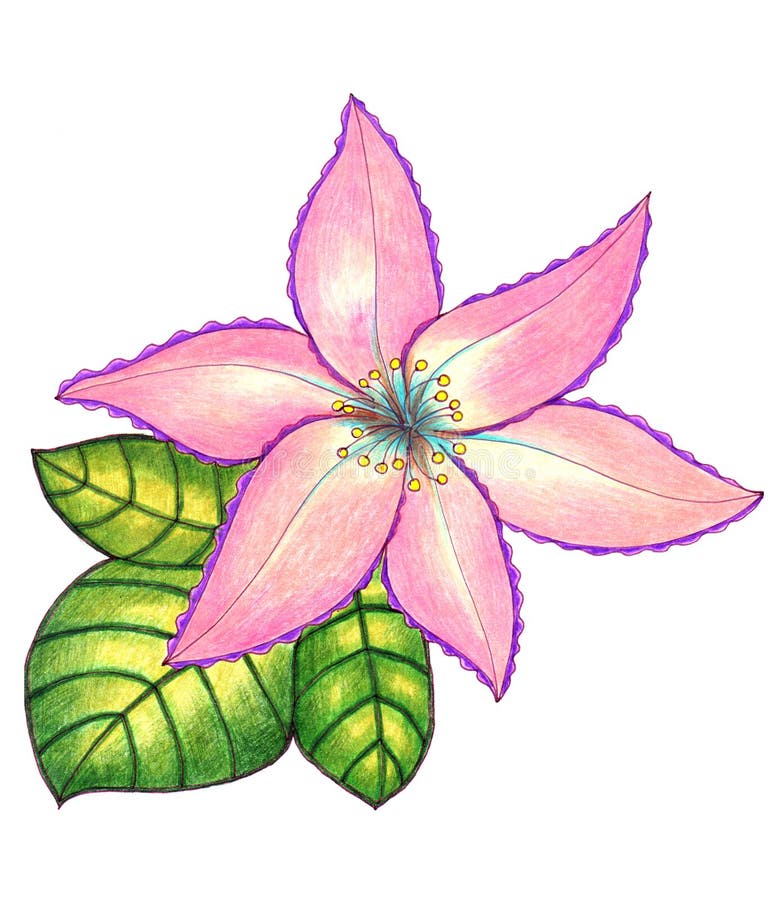 Dibujo De Flores En Lápices De Colores Sobre Fondo Blanco Stock de  ilustración - Ilustración de vendimia, planta: 200084883