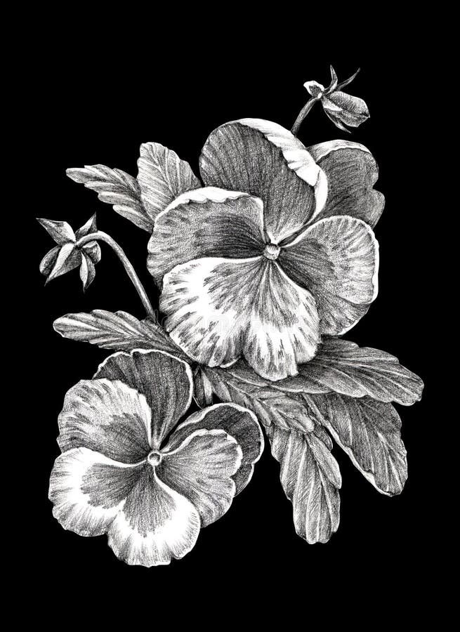 Dibujo De Flores En Lápiz De Grafito Sobre Fondo Negro Stock de ilustración - Ilustración de folclore, hierbas: 200159067 Dibujo De Flores En Lápiz De Grafito Sobre Fondo Negro Stock de ilustración - Ilustración de folclore, hierbas: 200159067