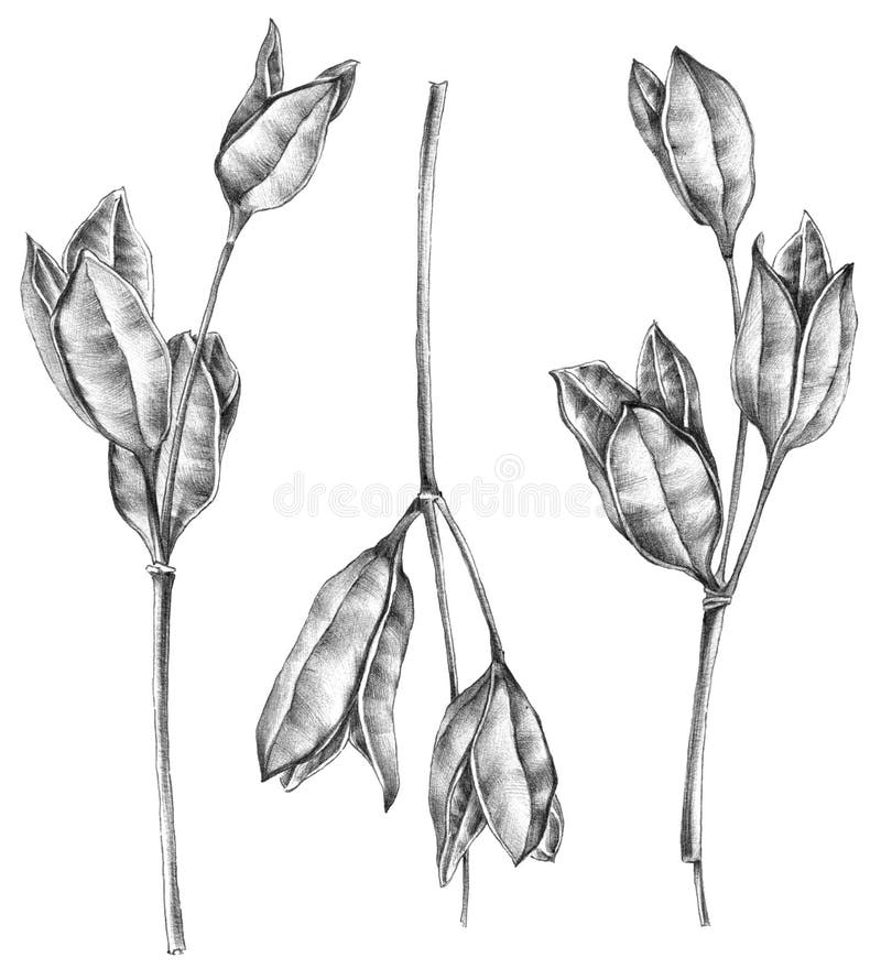 Dibujo de flores marchitas stock de ilustración. Ilustración de tinta - 159979636