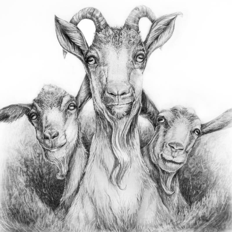 Dibujo De Grafito De Tres Cabras Stock de ilustración - Ilustración de  coloque, viejo: 185048174