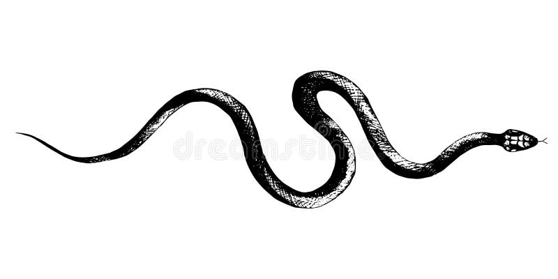 Dibujo De Lápiz De Serpientes Vectoras, Negro Y Blanco De Estilo Vintage,  Viper, Pitón Ilustración del Vector - Ilustración de bosquejo, negro:  173604685