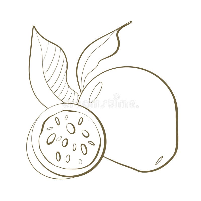 Dibujo De Línea De Ilustración Planta árbol Tropical Fruta Woavanga Con Elemento De Diseño De Cierre De Hojas Stock de ilustración - Ilustración de elemento, manzana: 254215307 Dibujo De Línea De Ilustración Planta árbol Tropical Fruta Woavanga Con Elemento De Diseño De Cierre De Hojas Stock de ilustración - Ilustración de elemento, manzana: 254215307