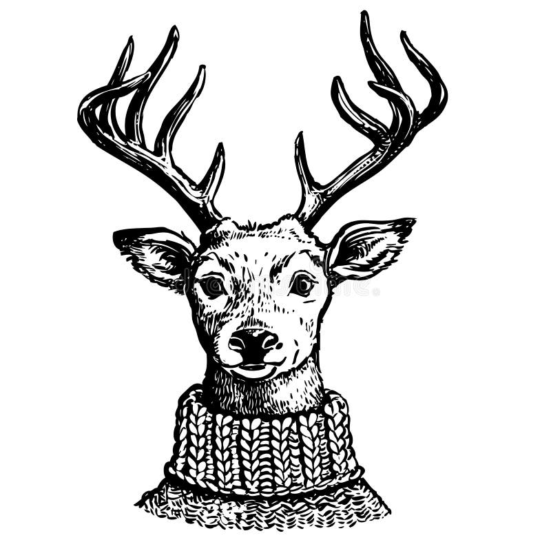 Hand drawn pen and ink vector drawing of a reindeer head. Funny hipster vintage style portrait illustration of a deer dressed in knitted turtleneck sweater, isolated on white background. Hand drawn pen and ink vector drawing of a reindeer head. Funny hipster vintage style portrait illustration of a deer dressed in knitted turtleneck sweater, isolated on white background.