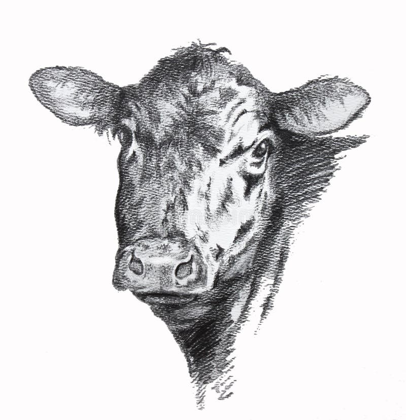 Dibujo de lápiz de la vaca libre illustration