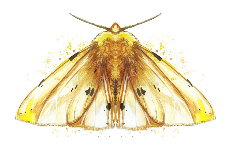 Dibujo de una mariposa de la noche del insecto, polilla, oso amarillo, alas hermosas, lanudo, animales, impresión, decoración, di libre illustration Dibujo de una mariposa de la noche del insecto, polilla, oso amarillo, alas hermosas, lanudo, animales, impresión, decoración, di libre illustration