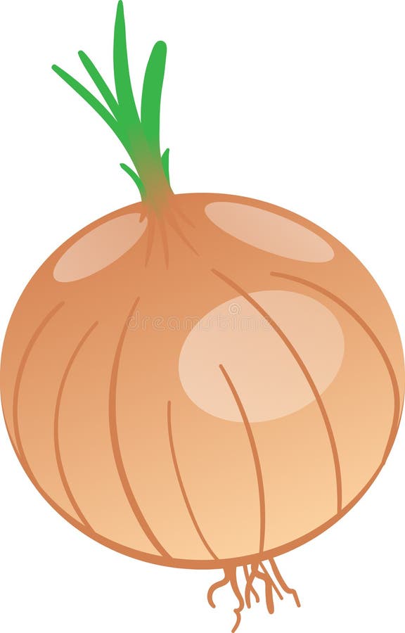 Dibujo del vector de la cebolla libre illustration Dibujo del vector de la cebolla libre illustration