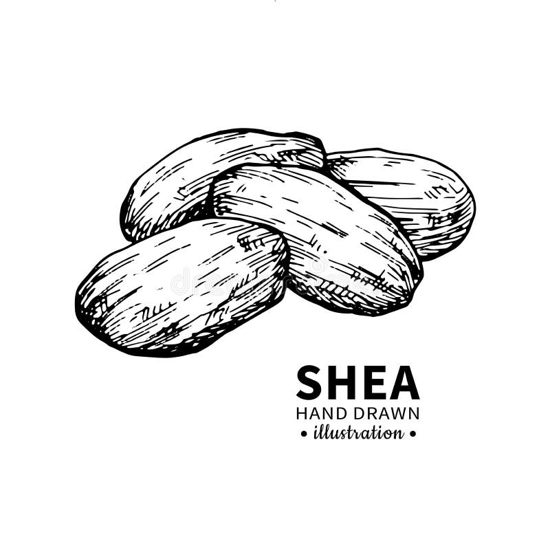 Dibujo del vector de la mantequilla de mandingo Ejemplo aislado del vintage de nueces Bosquejo grabado orgánico del estilo del ac ilustración del vector Dibujo del vector de la mantequilla de mandingo Ejemplo aislado del vintage de nueces Bosquejo grabado orgánico del estilo del ac ilustración del vector
