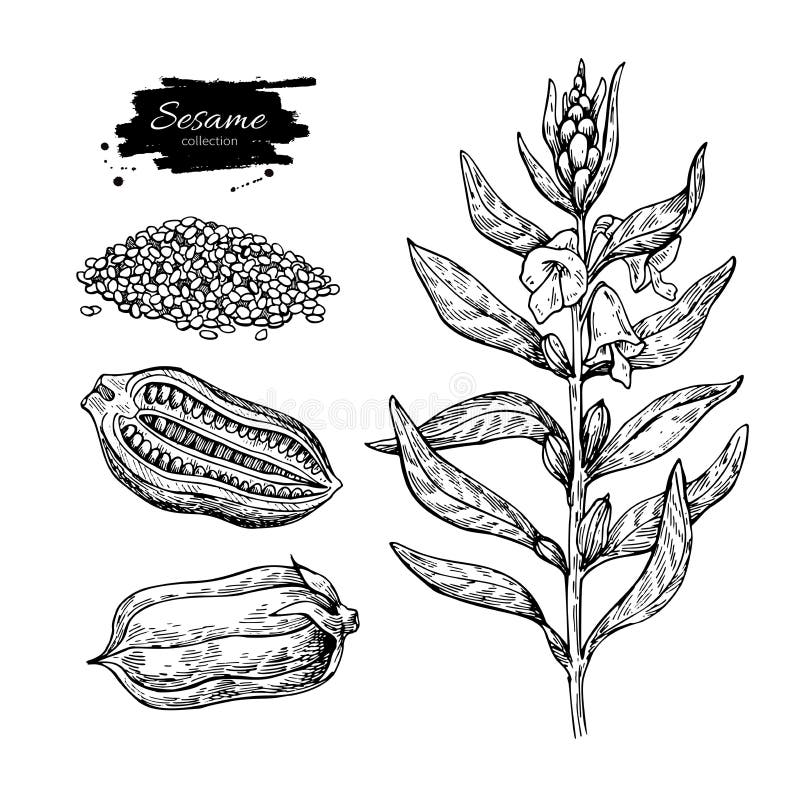 Dibujo del vector de la planta del sésamo Dé el ingrediente alimentario exhausto botánico