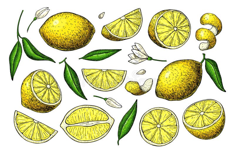 Dibujo del vector del limón Ejemplo artístico de la fruta del verano