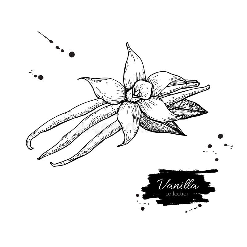 Dibujo del vector del palillo de la flor y de la haba de la vainilla Bosquejo drenado mano libre illustration
